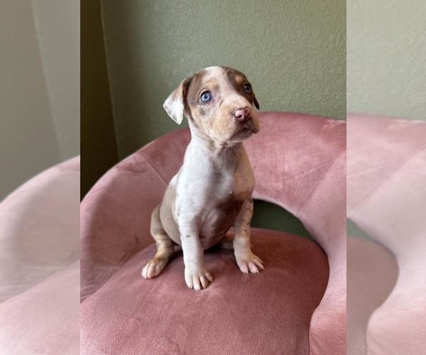 Medium Photo #7 Catahoula Leopard Dog Puppy For Sale in GERMANTOWN, IL, USA