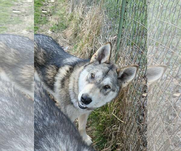 Medium Photo #2 Siberian Husky-Unknown Mix Puppy For Sale in Scottsboro, AL, USA