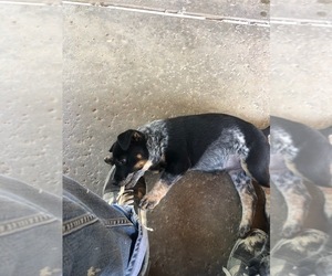 Australian Cattle Dog Puppy for sale in APPLE VALLEY, CA, USA