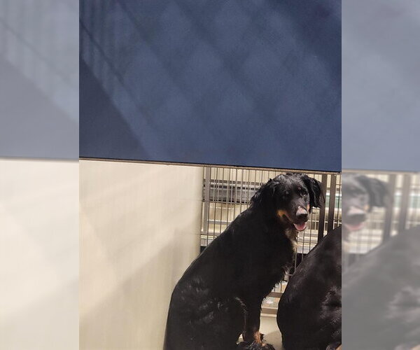 Medium Photo #1 Australian Shepherd-Rottweiler Mix Puppy For Sale in Bakersfield, CA, USA