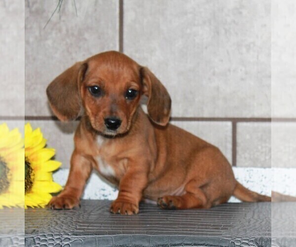 Medium Photo #2 Dachshund Puppy For Sale in ANDOVER, OH, USA