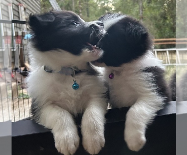 Medium Photo #21 Border Collie Puppy For Sale in CAMAS, WA, USA