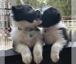 Small Photo #21 Border Collie Puppy For Sale in CAMAS, WA, USA