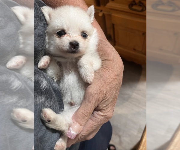 Medium Photo #11 Pomsky Puppy For Sale in GOLDEN VALLEY, AZ, USA
