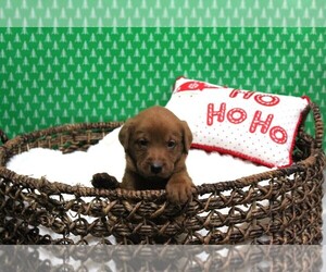 Labrador Retriever Puppy for sale in ELIZABETH CTY, NC, USA
