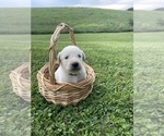 Small #3 Labradoodle