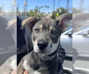 Ava - Female Siberian Husky-Unknown Mix Dog for Adoption - Photo #23