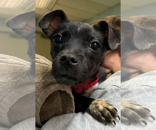 Medium Photo #1 Chihuahua-Unknown Mix Puppy For Sale in Rustburg, VA, USA