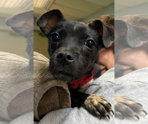 Chihuahua-Unknown Mix Dogs for adoption in Rustburg, VA, USA