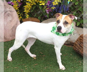 American Pit Bull Terrier-Unknown Mix Dogs for adoption in Oklahoma City, OK, USA