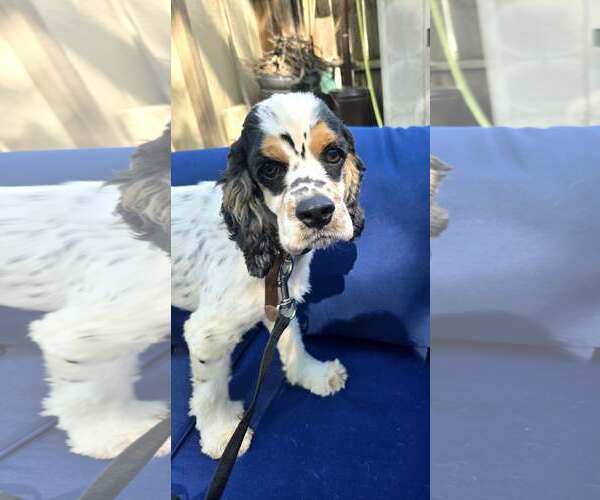 Medium Photo #1 Cocker Spaniel Puppy For Sale in Belleuve, NE, USA