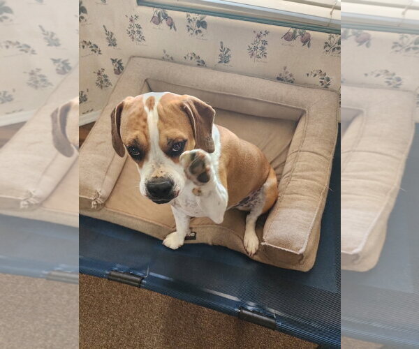 Medium Photo #1 Beagle-Unknown Mix Puppy For Sale in Chandler, AZ, USA