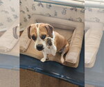 MAYBEL - Female Beagle-Unknown Mix Dog for Adoption - Small photo