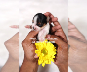 Yorkshire Terrier Puppy for sale in MTGY, AL, USA