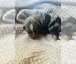 Small Photo #5 Miniature Australian Shepherd Puppy For Sale in TONASKET, WA, USA
