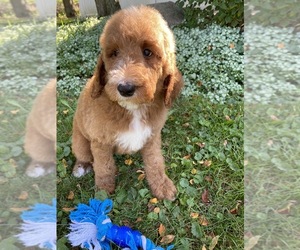 Goldendoodle-Poodle (Standard) Mix Puppy for sale in RICHMOND, IL, USA