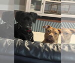 Small Photo #4 Boxador Puppy For Sale in Southbury, CT, USA