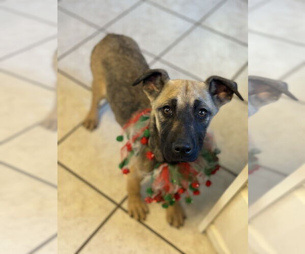 Medium Photo #1 Shepradors Puppy For Sale in Conway, AR, USA