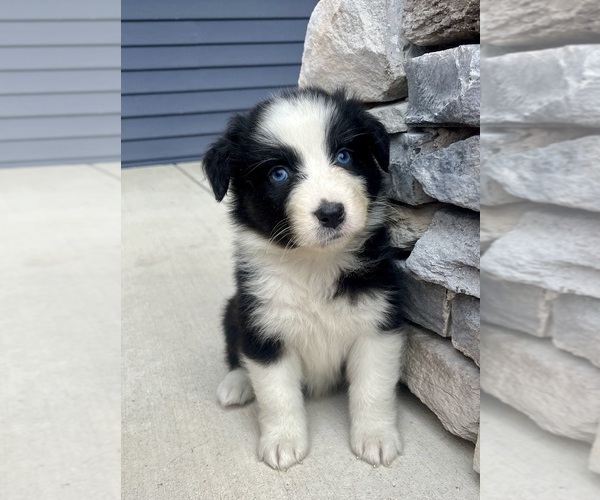 Medium Photo #3 Australian Shepherd Puppy For Sale in LODA, IL, USA