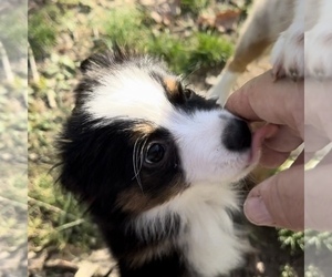Miniature Australian Shepherd Puppy for sale in HARRISON, OH, USA