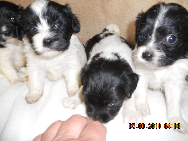 Medium Photo #1 Cavalier King Charles Spaniel-Jack Russell Terrier Mix Puppy For Sale in MARSHALL, WI, USA