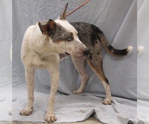 Medium Photo #4 Australian Shepherd-Unknown Mix Puppy For Sale in Conroe, TX, USA