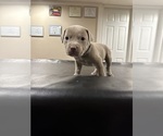 Small Photo #1 American Pit Bull Terrier Puppy For Sale in CHARLEROI, PA, USA