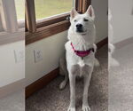 Small #3 Siberian Husky