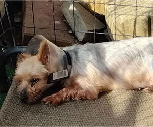 Mutt Dogs for adoption in Spring, TX, USA