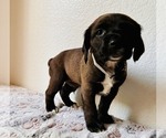 Small #3 Cocker Spaniel