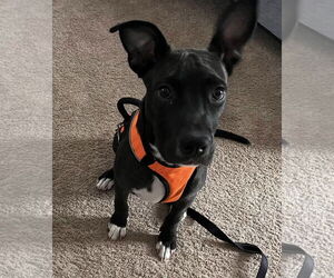 Bulldog-Unknown Mix Dogs for adoption in Tarrytown, GA, USA