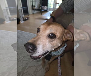 Pandora - Female Mountain Cur-Rhodesian Ridgeback Mix Dog for Adoption - Photo #8