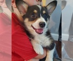 Puppy 1 Pembroke Welsh Corgi