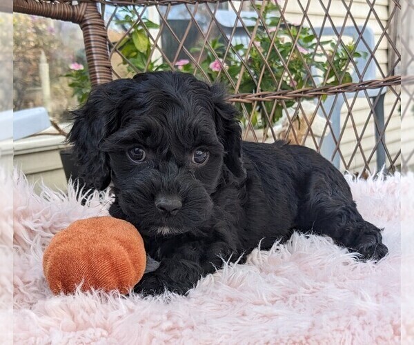 Medium Photo #8 Cock-A-Poo Puppy For Sale in SALEM, MO, USA