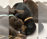 Small #16 Doberman Pinscher