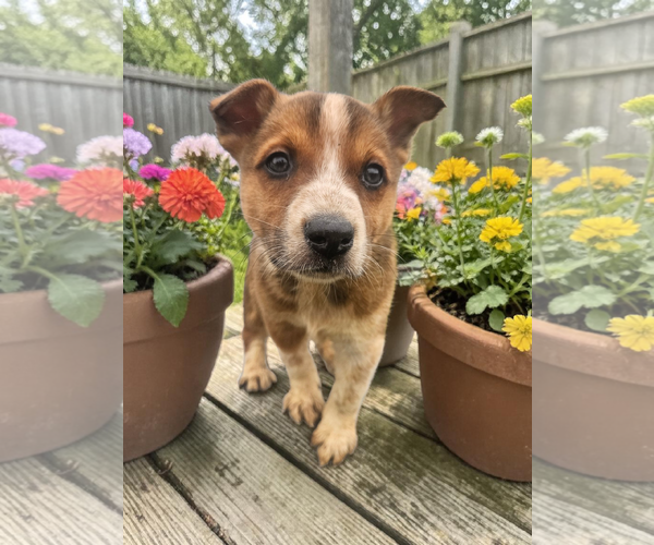 Medium Photo #3 - Mix Puppy For Sale in McKinney, TX, USA