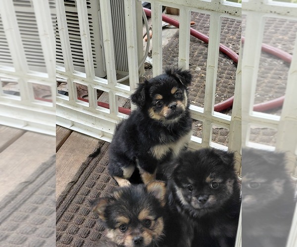 Medium Photo #1 Yoranian Puppy For Sale in MORROW, OH, USA