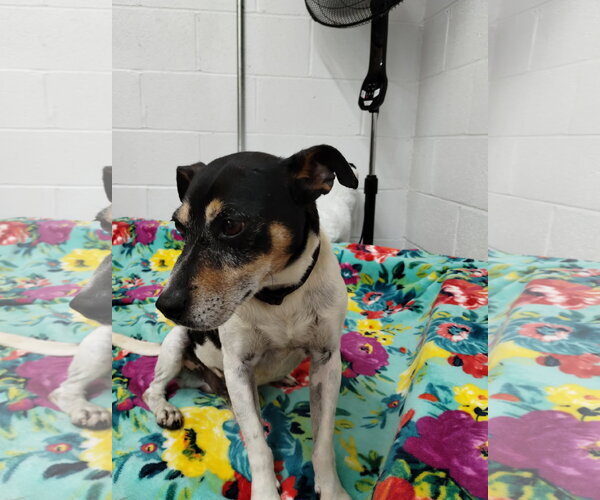 Medium Photo #2 Jack-Rat Terrier Puppy For Sale in York, SC, USA