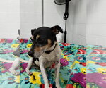 Small #1 Jack-Rat Terrier