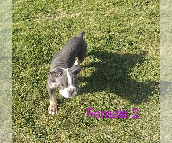 Medium Photo #9 English Bulldogge Puppy For Sale in TOOELE, UT, USA