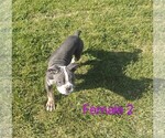 Small Photo #9 English Bulldogge Puppy For Sale in TOOELE, UT, USA