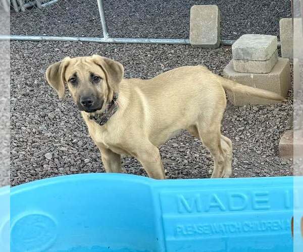 Medium Photo #8 Anatolian Shepherd-Black Mouth Cur Mix Puppy For Sale in Cave Creek, AZ, USA