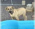 Small #7 Anatolian Shepherd-Black Mouth Cur Mix