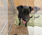 Small Labrador Retriever Mix