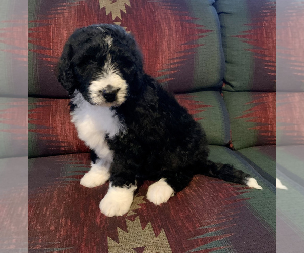 Medium Photo #7 Bernedoodle Puppy For Sale in REBERSBURG, PA, USA