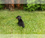 Small #20 Dachshund