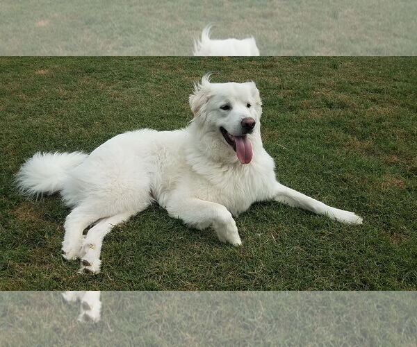Medium Photo #2 Great Pyrenees Puppy For Sale in Houston, TX, USA