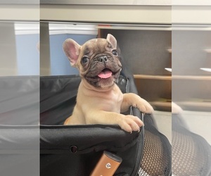 French Bulldog Puppy for Sale in PLYMOUTH, North Carolina USA