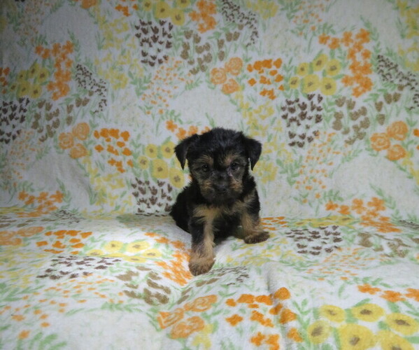 Medium Photo #2 Yorkshire Terrier Puppy For Sale in COOKEVILLE, TN, USA