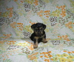 Small #1 Yorkshire Terrier